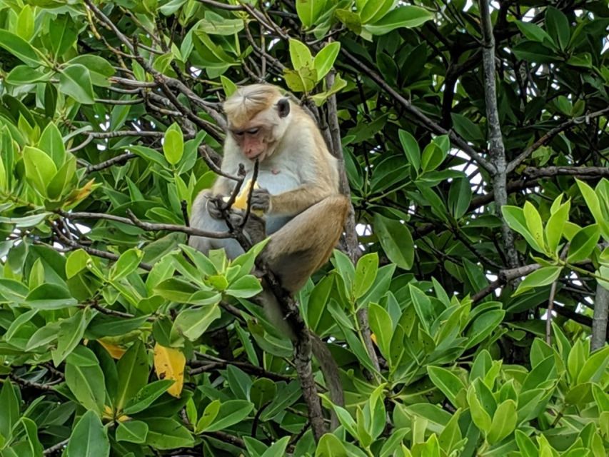 Lagoon Tour to Monkey Island in Negombo - Seasonal Considerations