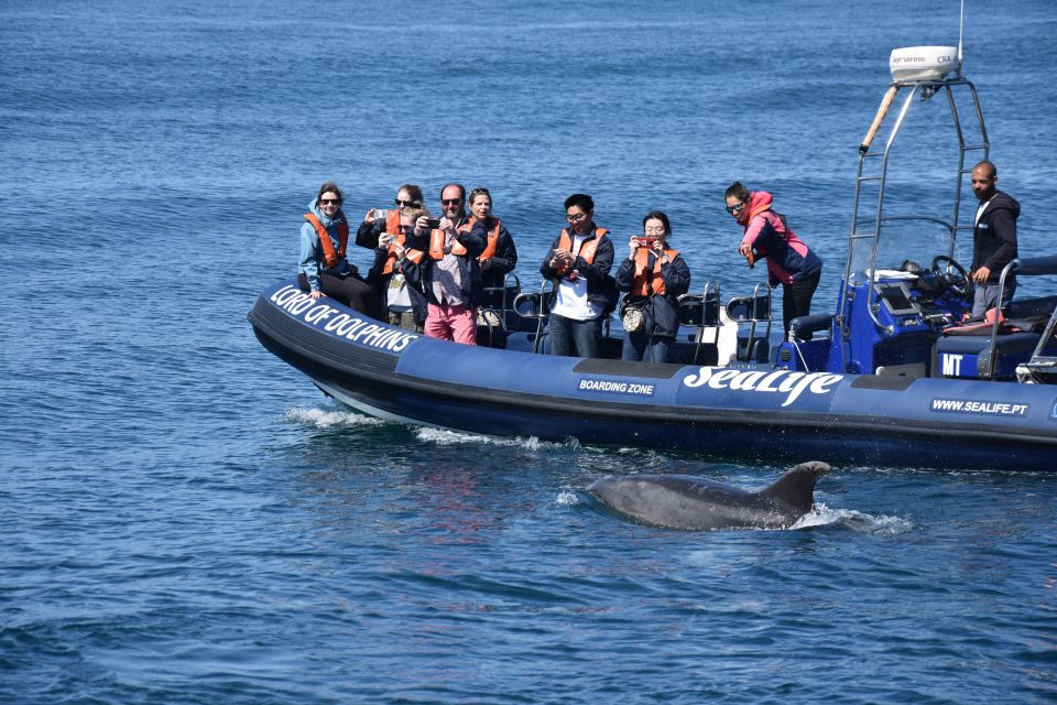 Lagos: Dolphin Watching With Marine Biologists - Experience Highlights