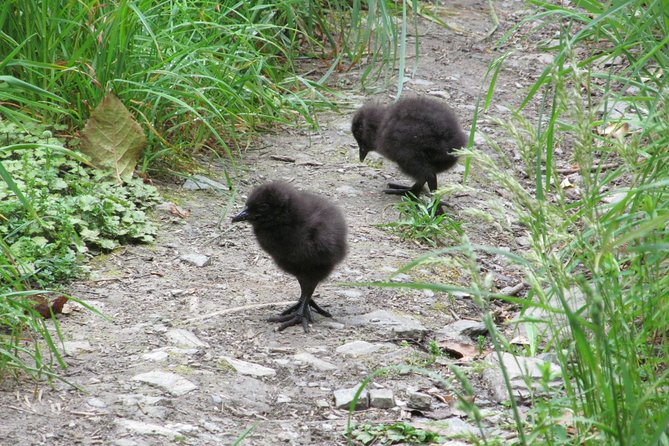 Lake Cruise & Mou Waho Island Nature Walk - Reviews and Ratings