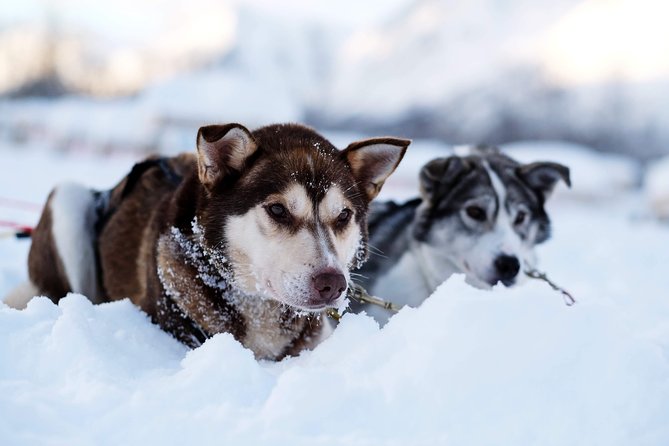 Lapland Husky Sled Safari From Tromso - Recommendations