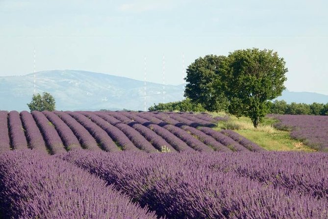 Lavender Fields Visit With Private Transportation  - Marseille - Pricing and Booking Details