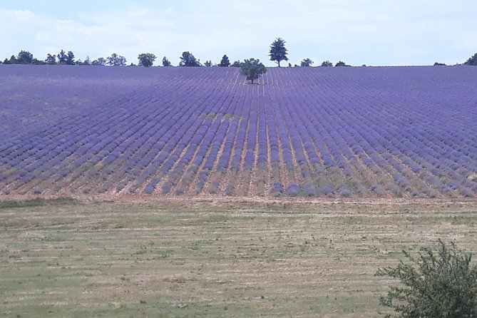 Lavender Tour Sault From Marseille - Booking Information