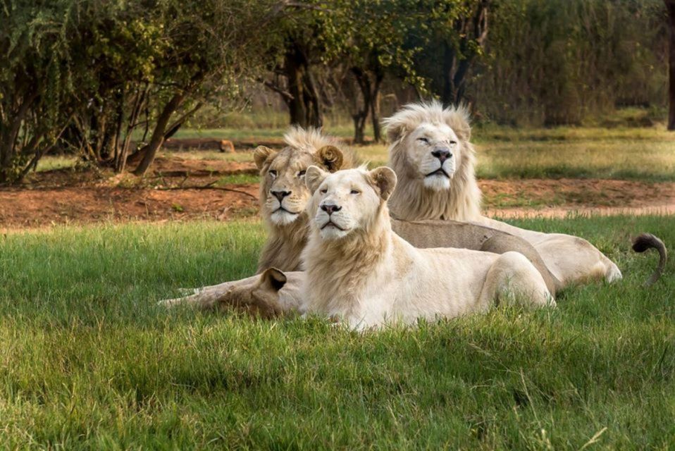 Lion Park Tour in Open Safari Vehicle - Detailed Description of the Tour