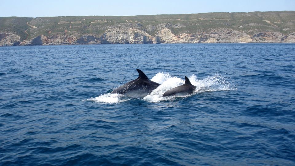 Lisbon: Dolphin Watching in Arrábida Natural Park - Review Summary of Dolphin Watching Excursion