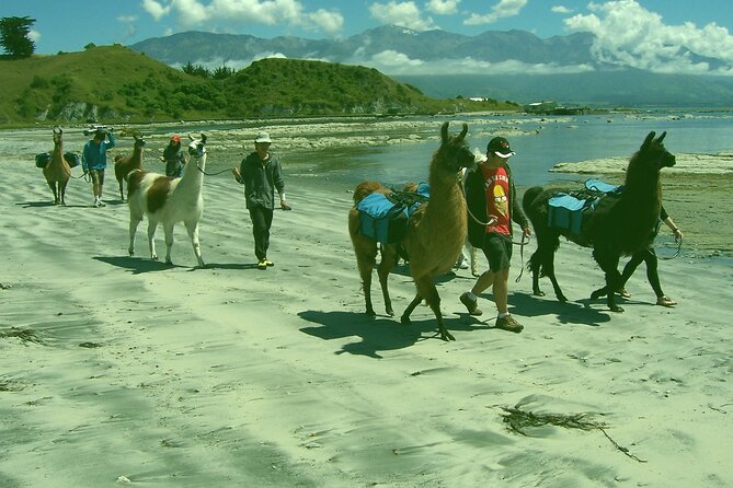 Llama Trek (Half-day) - Kaikoura Bay, Beaches & Seal Colony - Common questions