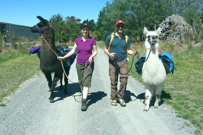 Llama Trek (Taster) - Kowhai River Valley and Native Woodland Tour - Near Public Transportation