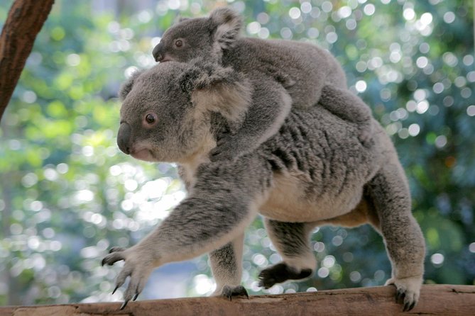 Lone Pine Koala Sanctuary Admission With Brisbane River Cruise - Additional Information