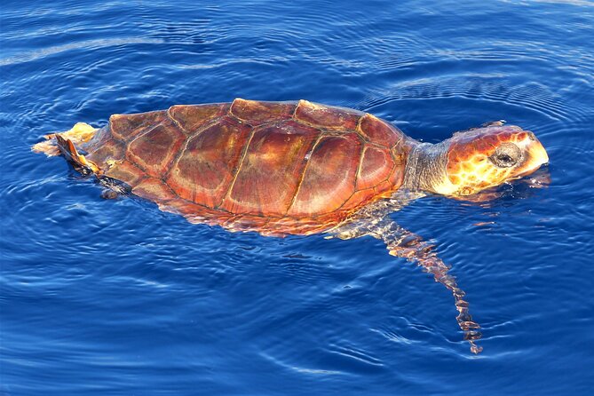 Los Gigantes Whale Watching Charter by Sail Boat - Overall Experience