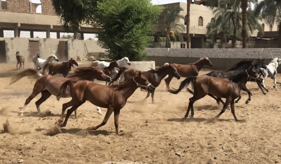 Luxor: Farm Tour 30 Hectares(Breakfast With Arabian Horses) - Inclusions