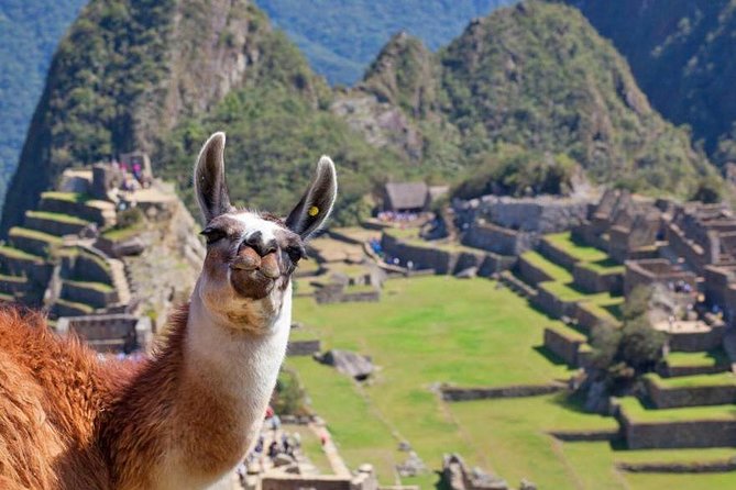 Machu Picchu (Day Trip) - Traveler Reviews