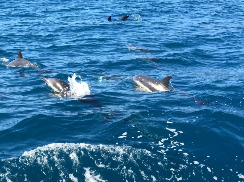 Madeira: Private Cruise Whale and Dolphin Watching 2.5-Hour - Customer Reviews