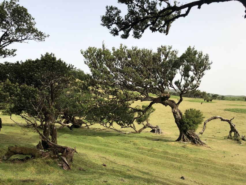 Madeira: Private Tour of Fanal Forest - Location Details