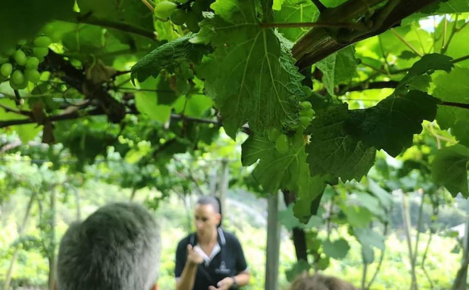 Madeira - Vineyard Tour Wine Tasting - Included - Included Vineyard Tour Activities