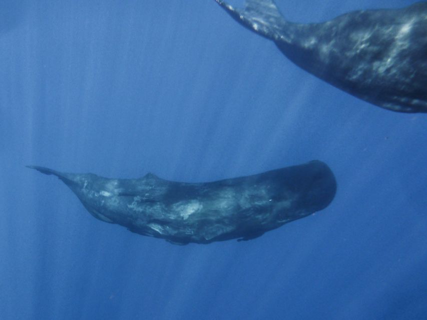 Madeira: Whale and Dolphin Watching Tour - Tour Highlights