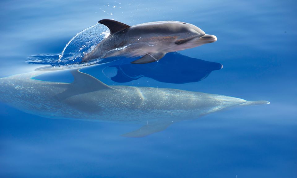 Madeira: Whale Watching Excursion in a Traditional Vessel - Customer Reviews