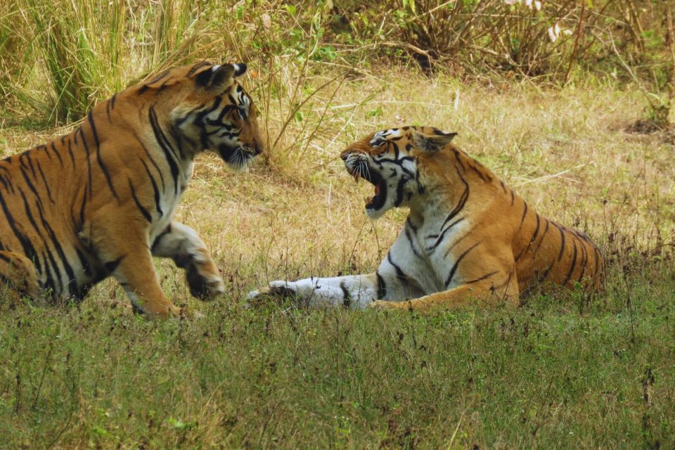 Madhya Pradesh: Kanha National Park Guided Safari Tour - Inclusions and Reservation Details