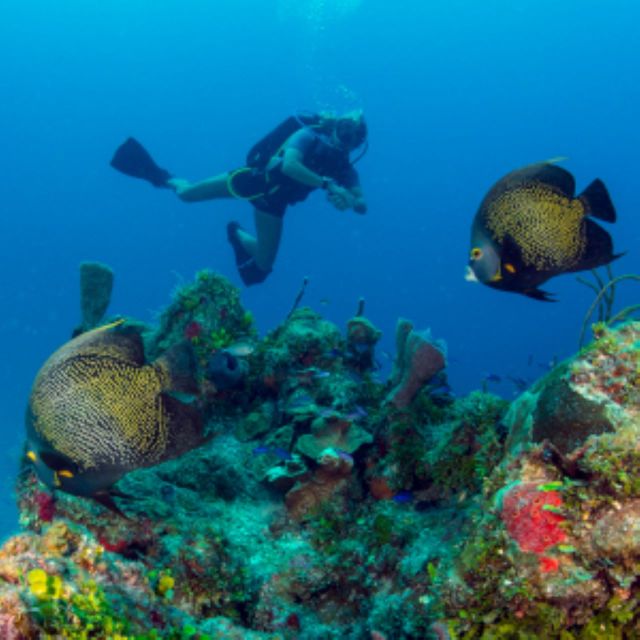 Mahahual: Marine Ecology Diving Experience - Cancellation Policy