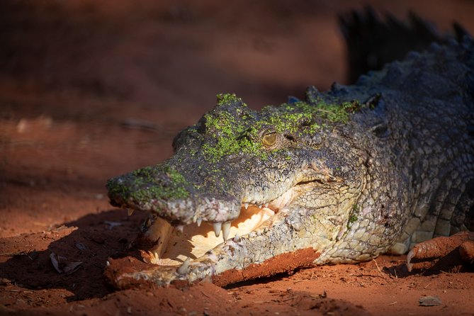 Malcolm Douglas Crocodile Park Tour Including Transportation - Viator Services