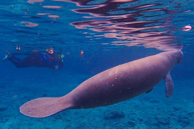 Manatee Snorkel Tour From American Pro Diving Center - Customer Experiences and Reviews