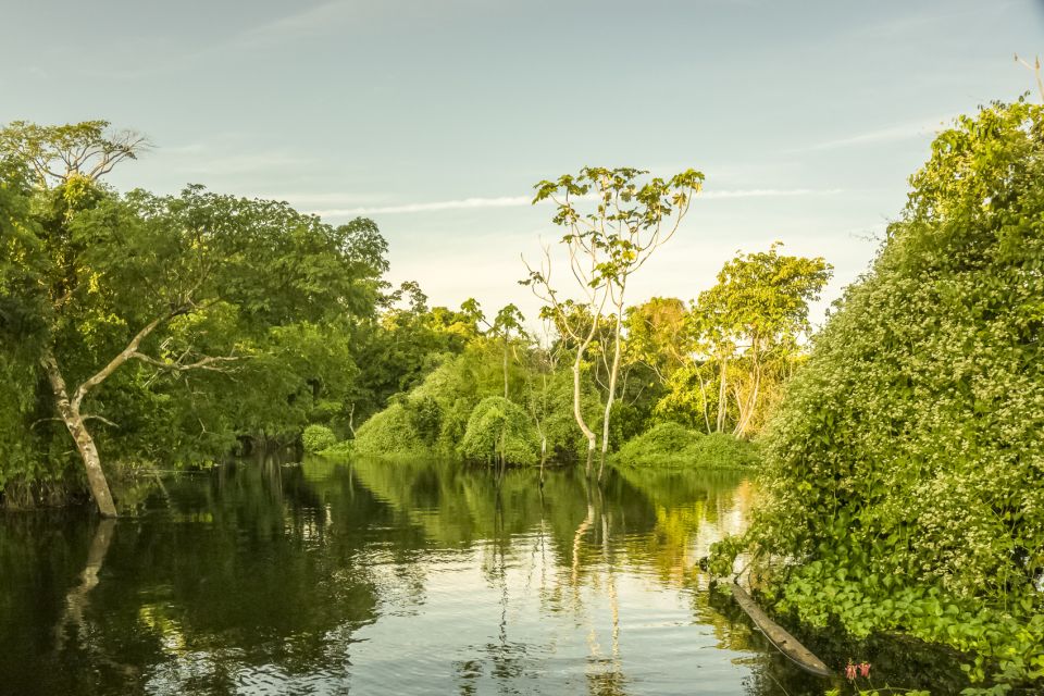 Manaus: Amazon Jungle Half-Day Walking Tour - Directions