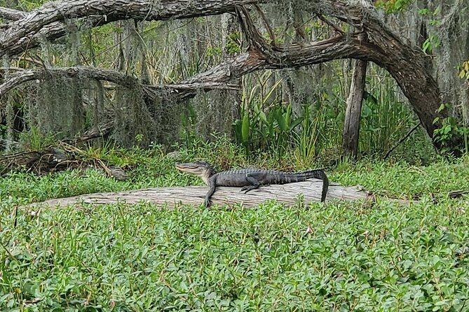 Manchac Swamp Kayak Small-Group Tour - Requirements and Policies