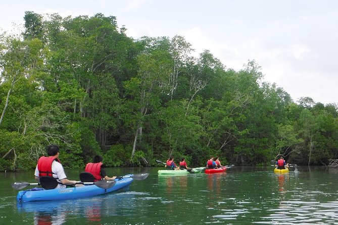Mangrove Kayaking Adventure in Singapore - Reviews and Feedback