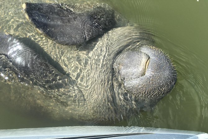 Mangrove Tunnel, Manatee and Dolphin Kayak Tour of Cocoa Beach - Improvement Areas and Suggestions