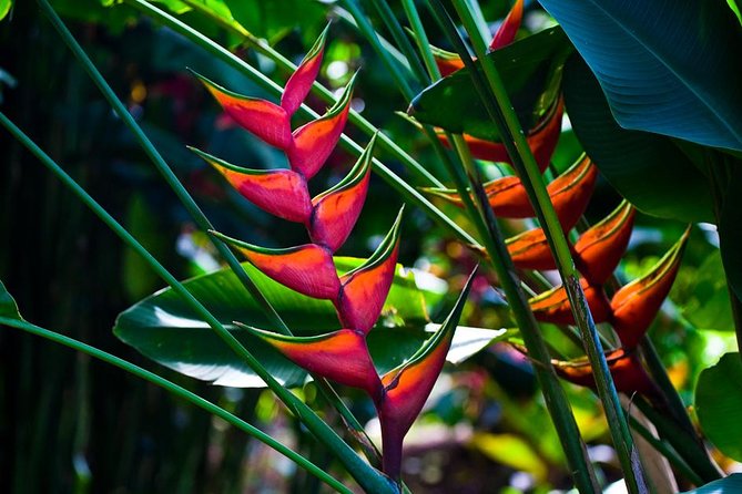 Manoa Waterfall Hike With Healthy Lunch Included From Waikiki - Weather Conditions and Terrain Details