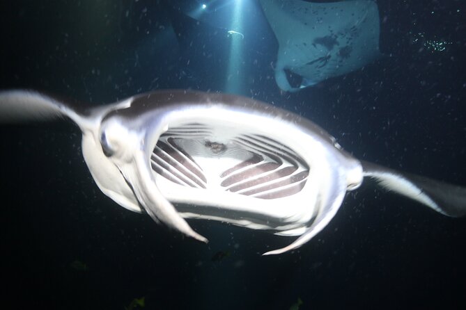 Manta Ray Night Snorkel Tour From Kona - Booking Information