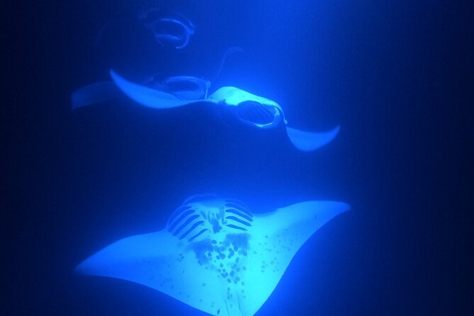 Manta Ray Snorkeling by Night in Kailua-Kona, Hawaii - Participant Requirements