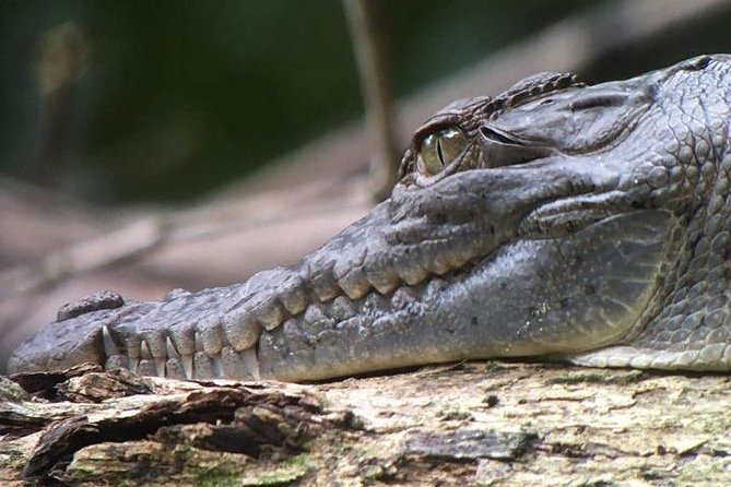 Manuel Antonio National Park Guided Tour - Wildlife and Guides