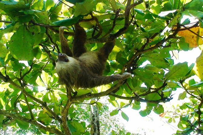 Manuel Antonio National Park Sightseeing and Wildlife Day Tour From San Jose - Helpful Tips for Tour Participants