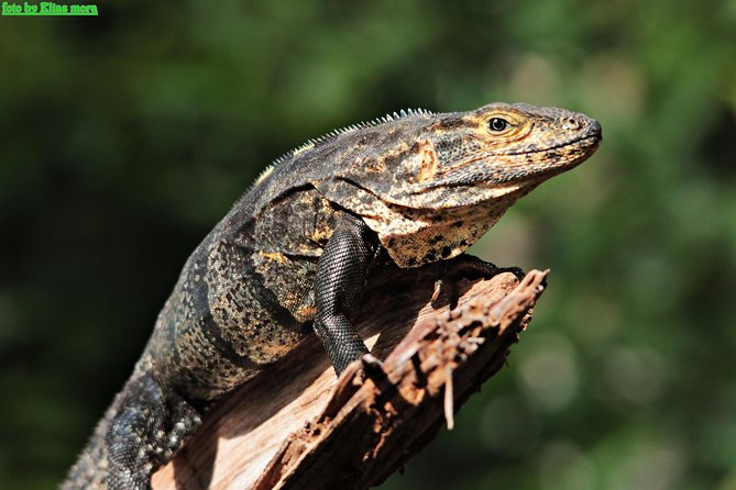 Manuel Antonio National Park Tour - Visitor Tips and Recommendations