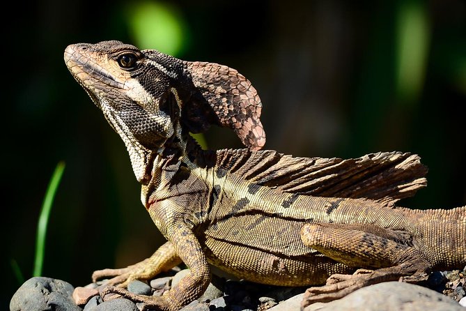 Manuel Antonio Park Nature Guided Tour - Preparation and Facilities Feedback