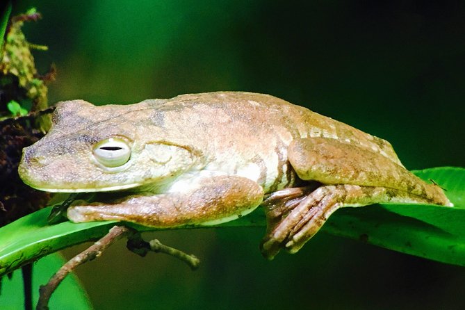 Manuel Antonio Park Tour and Its Amazing Wildlife and Beaches - Visitor Experience and Wildlife Spotting