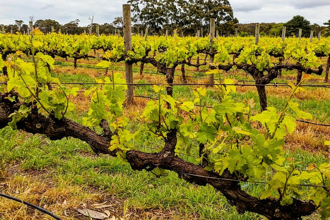 Margaret River Indulge and Discover Day Tour - Additional Information and Resources