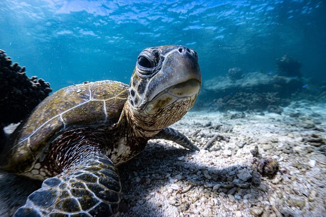 Marine Eco Safari - Swim With Manta Rays - Common questions