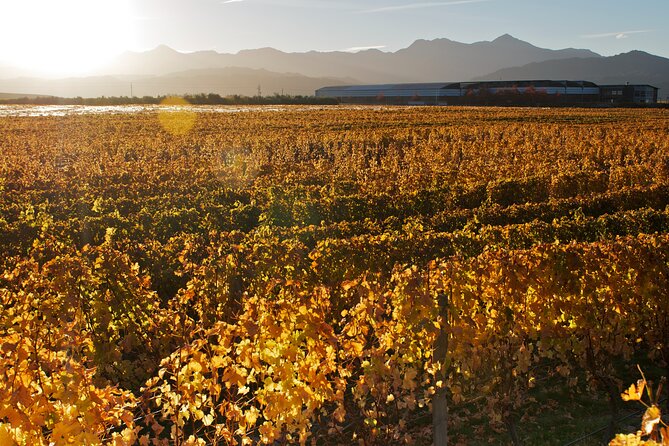 Marlborough Discovery Full Day Wine Tour - Blenheim - Booking Information