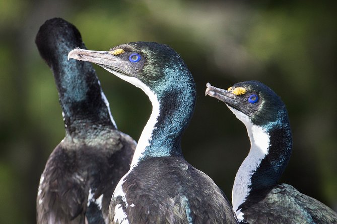 Marlborough Sounds Ultimate Cruise - Reviews Overview & Booking Information