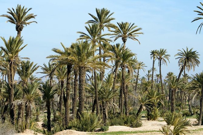 Marrakech Camel Ride Experience With Pick-Up - Well-Organized Tour