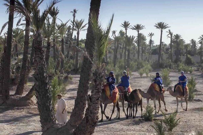 Marrakech Camel Ride in Palmeraie - Viator and Tripadvisor Reviews