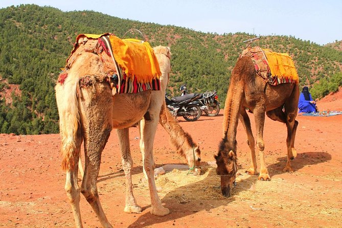 Marrakech to Imlil Valley Tour Plus Camel Ride, Lunch, Pickup (Mar ) - Booking, Pricing, and Reviews