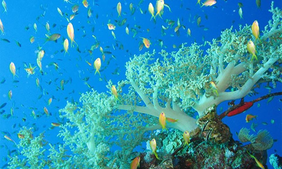 Marsa Alam: Marsa Mubarak and Marsa El Shona Snorkeling Tour - Helpful Information