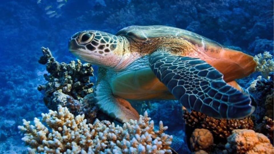 Marsa Alam: Snorkeling Boat Trip With Sea Turtles and Lunch - Customer Reviews