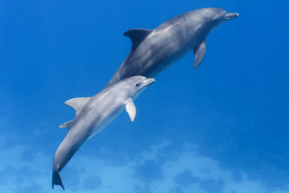 Marsa Alam: Snorkeling Trip to Satayh Dolphin Reef - Review Summary and Customer Feedback