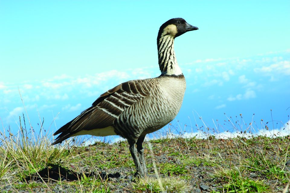 Maui: Haleakalā National Park Sunset Tour - Scenic Highlights and Photo Opportunities