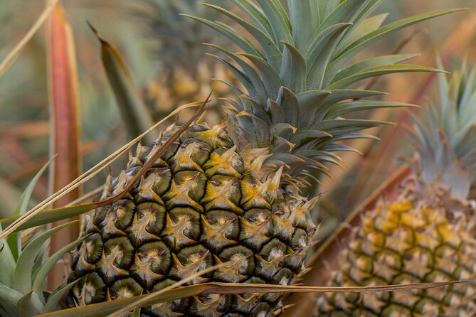 Maui Pineapple Tour - 1.5 Hour Farm Tour in Haliimaile - Highlights and Reviews