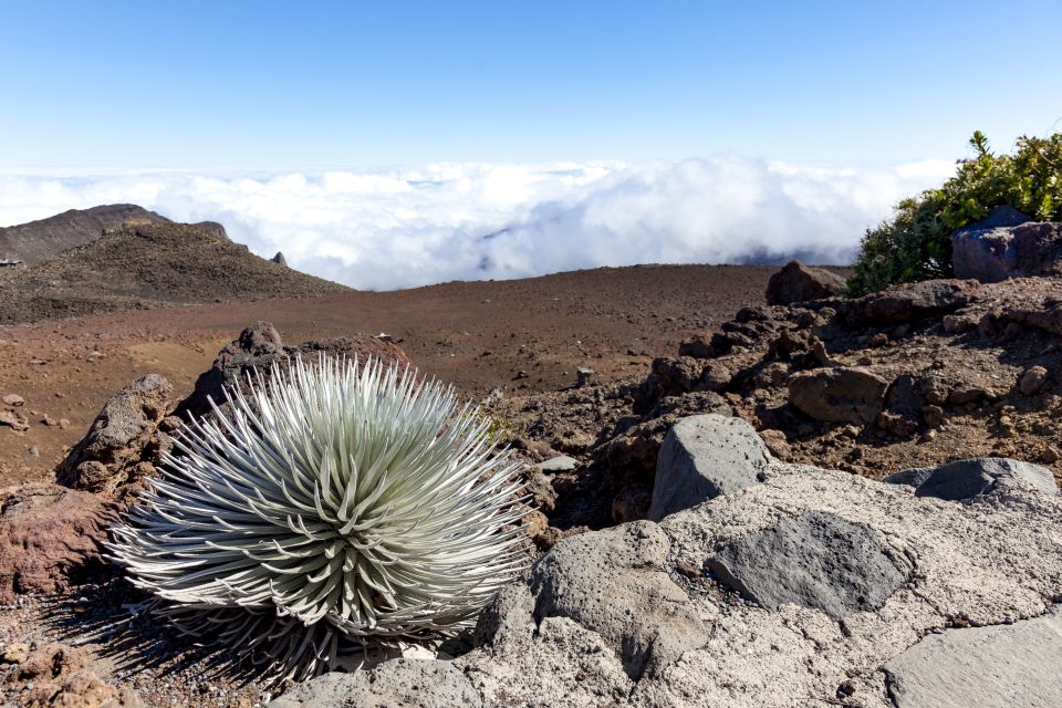Maui: Sunrise & Breakfast Tour to Haleakala National Park - Customer Reviews