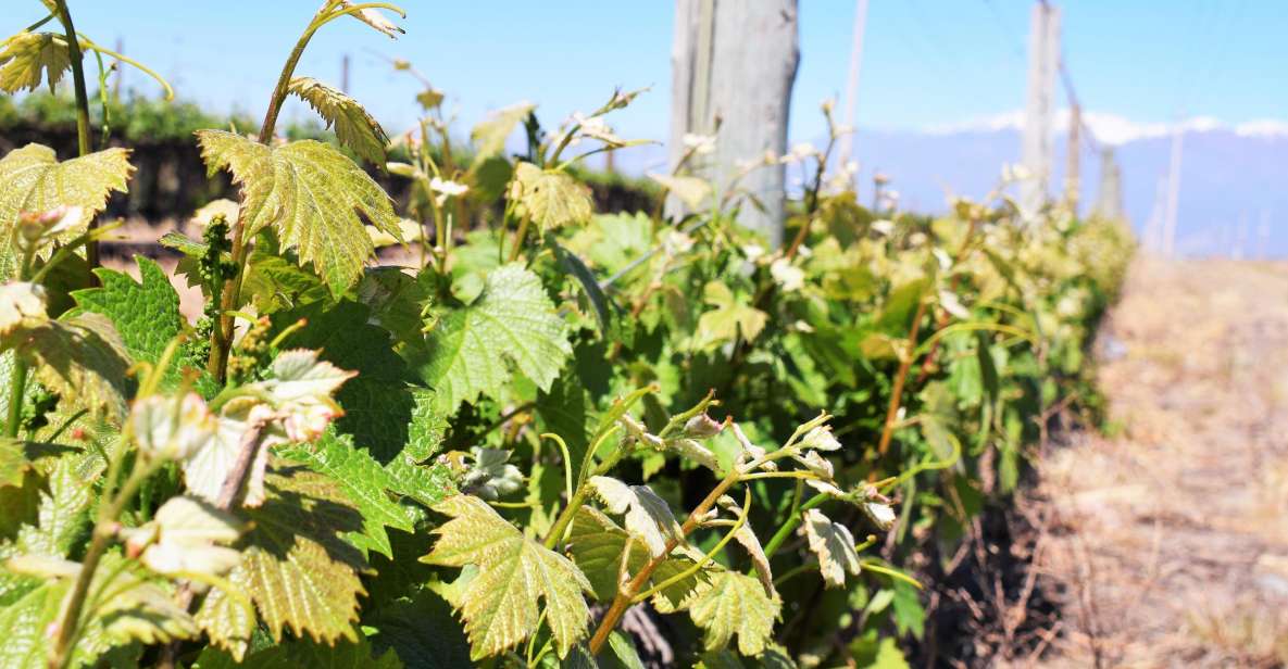 Mendoza: Half-Day Wine Tour With Tastings - Directions