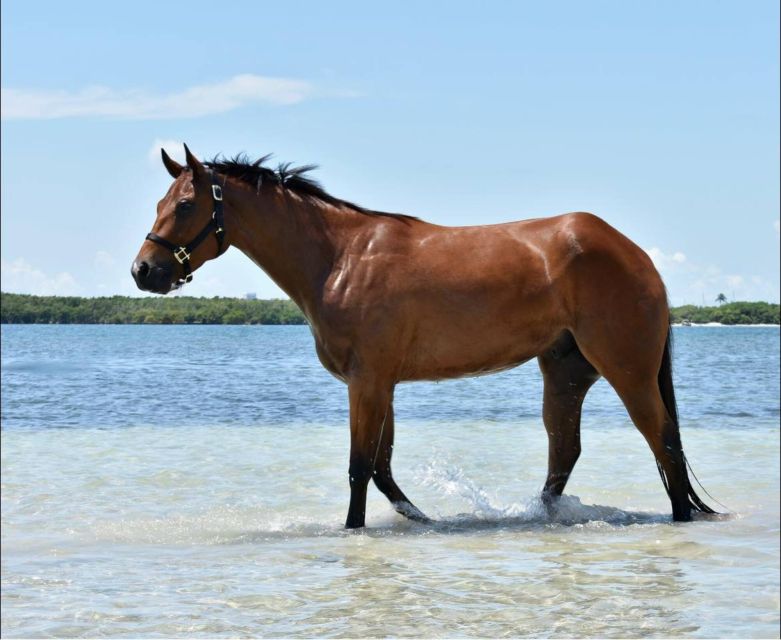 Miami: Beach Horse Ride & Nature Trail - Highlights